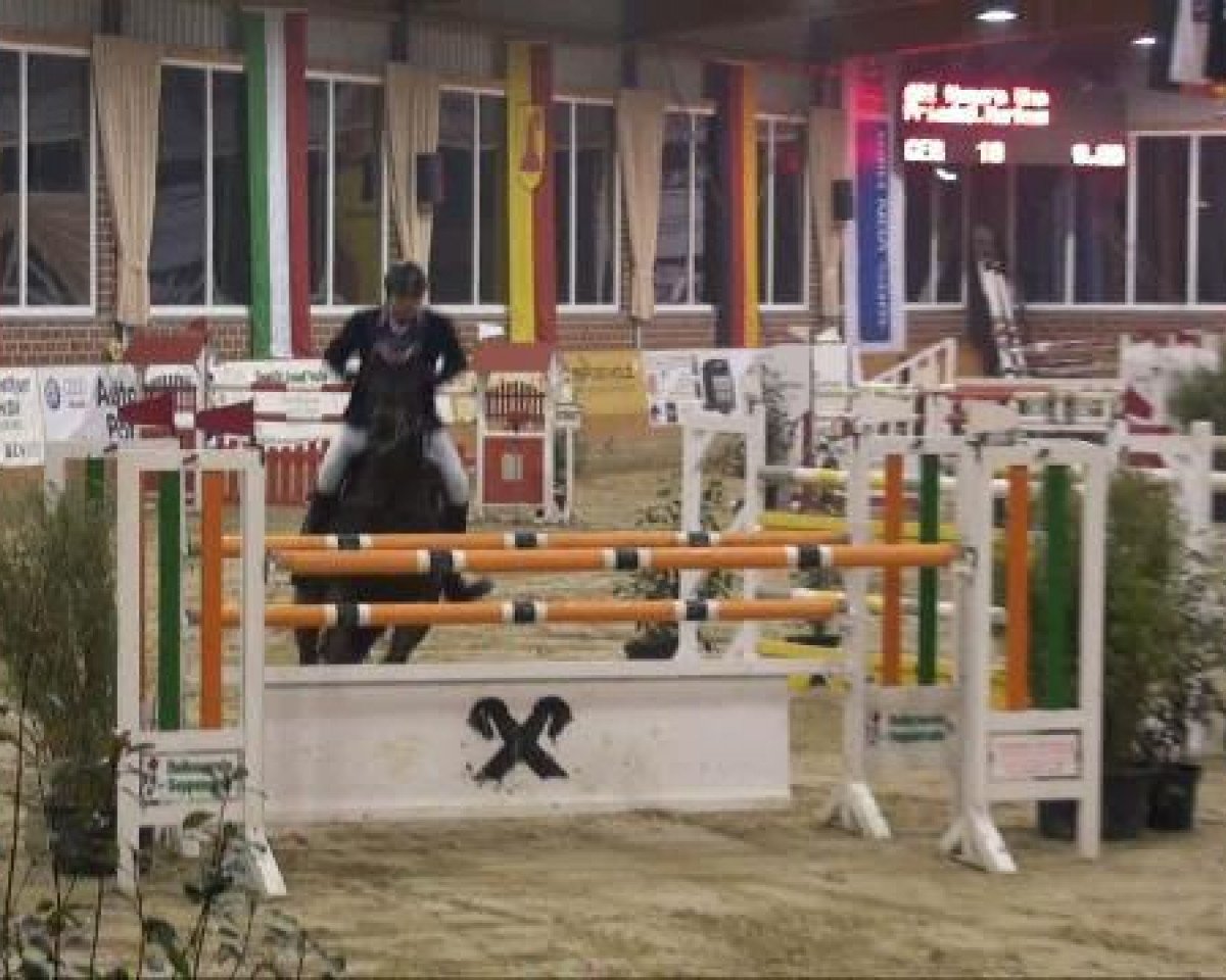jumper Numero Uno 4 (KWPN (Royal Dutch Sporthorse), 2000, from Numero Uno)