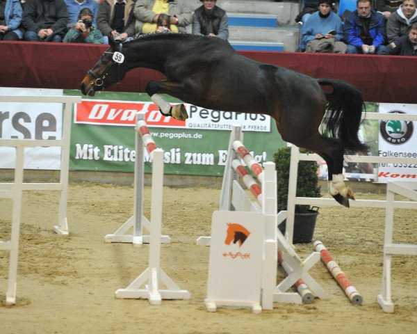 stallion Sir Madlock (German Sport Horse, 2007, from Sommertraum)