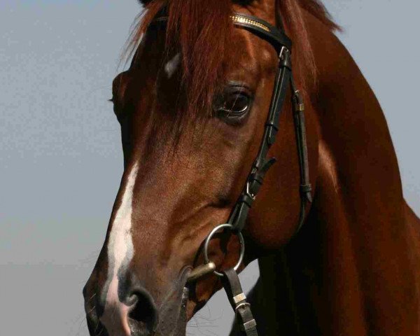 stallion Sommertraum (German Sport Horse, 2003, from Sommerhit)