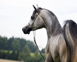 stallion Balzac El Pryam (Arabian thoroughbred, 2008, from Pryam El Jamaal ox)