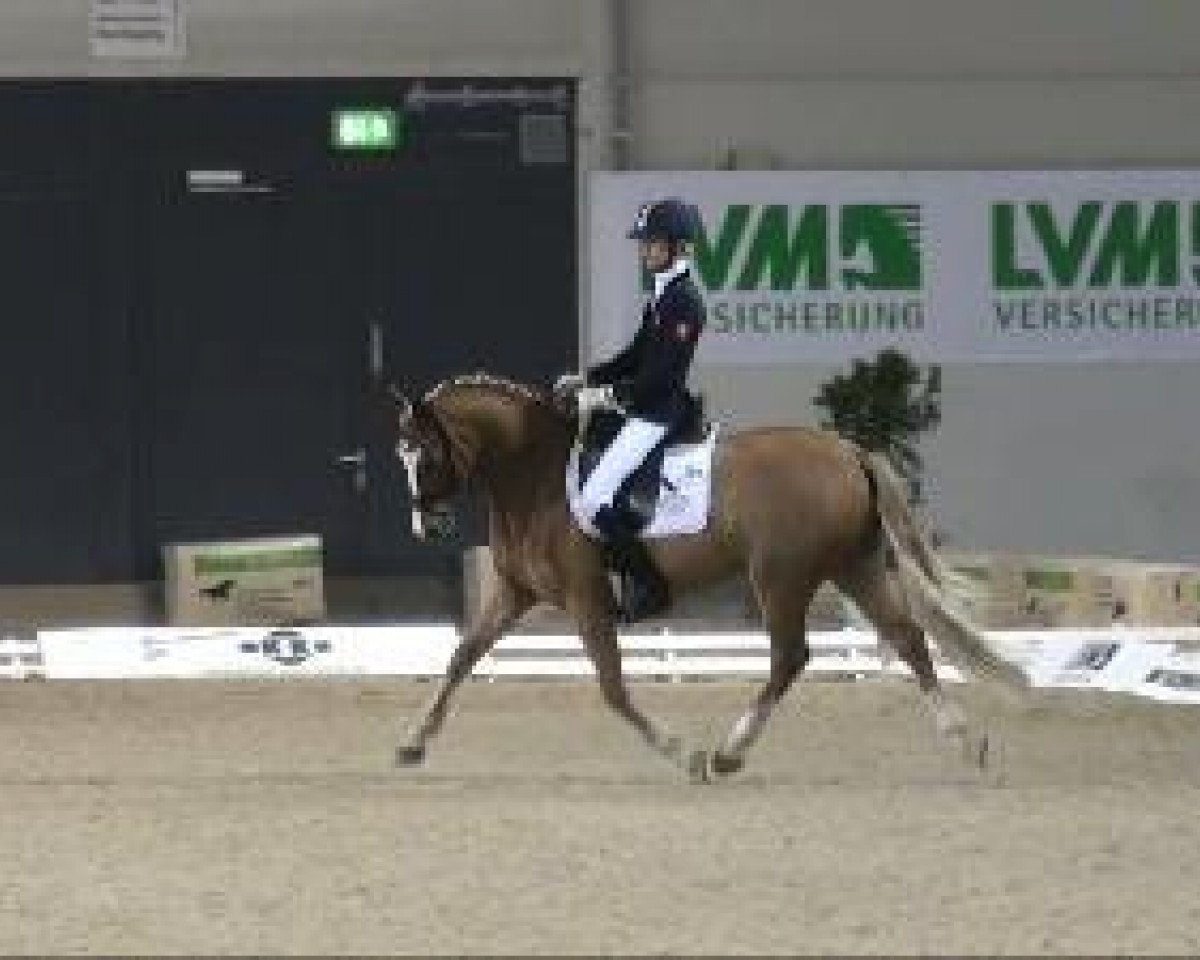 stallion Top Anthony II (German Riding Pony, 2004, from Top Non Stop II)