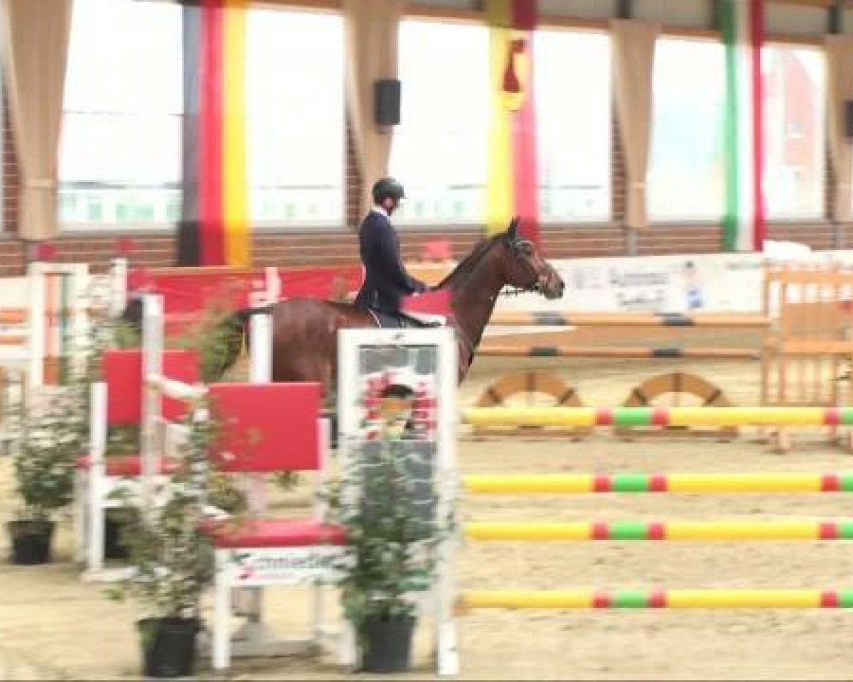 Springpferd Calyx 6 (Westfale, 2000, von Corrado I)