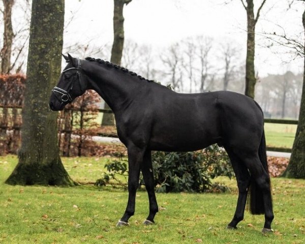 Dressurpferd Olivier van de Gathe (Koninklijk Warmbloed Paardenstamboek Nederland (KWPN), 2019, von Glamourdale)