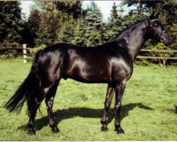 stallion Henry (German Riding Pony, 1989, from Heros)