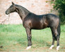 Pferd Gribaldi (Trakehner, 1993, von Kostolany)