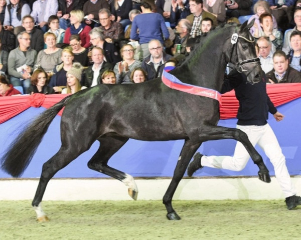stallion Benefit (Oldenburg, 2015, from Belantis)