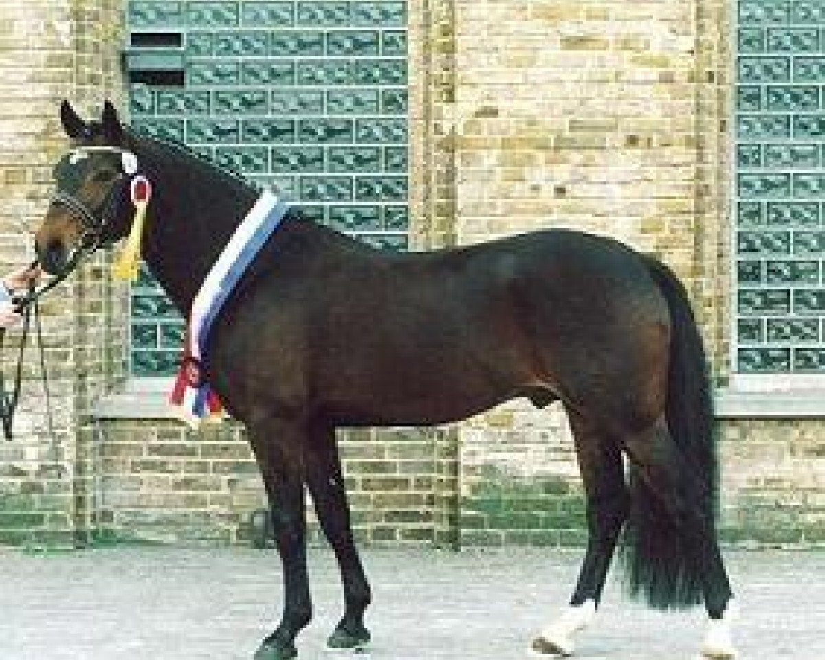 Deckhengst Hattrick (Deutsches Reitpony, 1994, von Henry)
