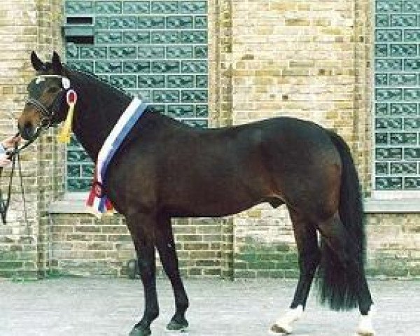 stallion Hattrick (German Riding Pony, 1994, from Henry)