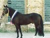 stallion Hattrick (German Riding Pony, 1994, from Henry)