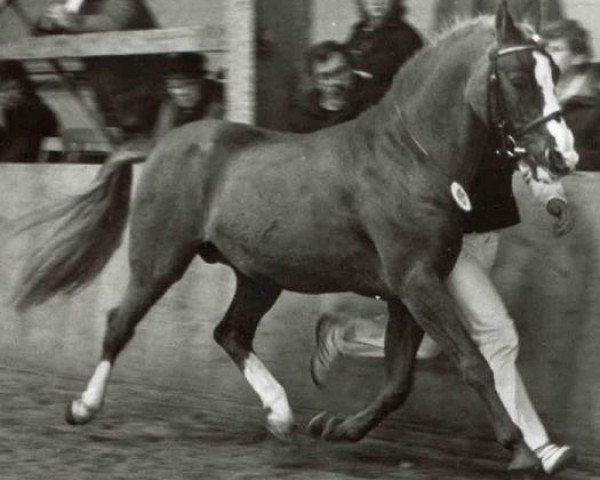 stallion Diamant II (German Riding Pony, 1974, from Dakota I)