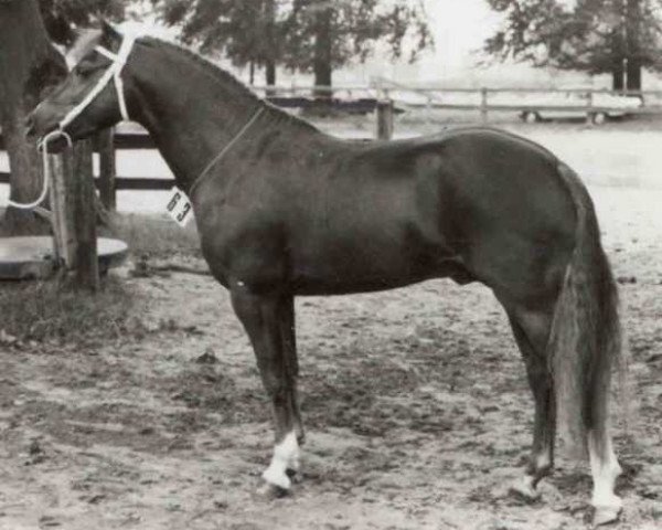 Deckhengst Askan (Welsh Pony (Sek.B), 1972, von Arthur-O-Fon)