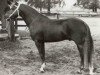 stallion Askan (Welsh-Pony (Section B), 1972, from Arthur-O-Fon)