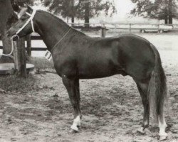 Deckhengst Askan (Welsh Pony (Sek.B), 1972, von Arthur-O-Fon)