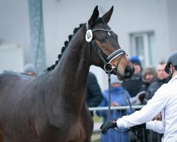 dressage horse Prinz Eugen (Trakehner, 2020, from Imperio 3)