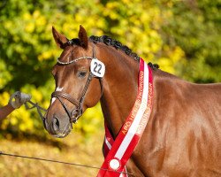 stallion Sir Quickstep (Pinto with riding horses pedigree, 2018, from Samico)