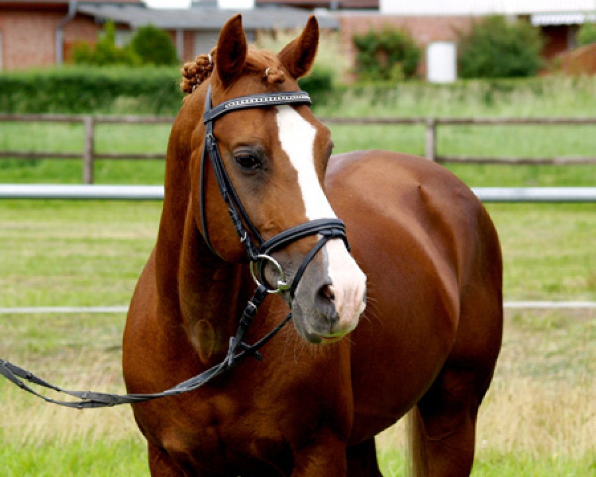 Deckhengst Dancer (Deutsches Reitpony, 1989, von Diamant II)