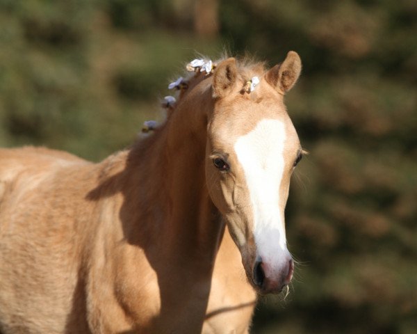 dressage horse Chanson d' Amour CG (German Riding Pony, 2022, from FS Champion de Luxe)