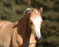 Dressurpferd Chanson d' Amour CG (Deutsches Reitpony, 2022, von FS Champion de Luxe)