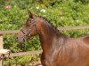 horse Inken (German Riding Pony, 1990, from Dragoon)