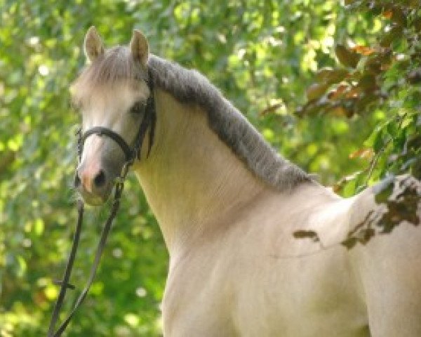 dressage horse Grenzhoehes My Ken (German Riding Pony, 2004, from Monte Christo)