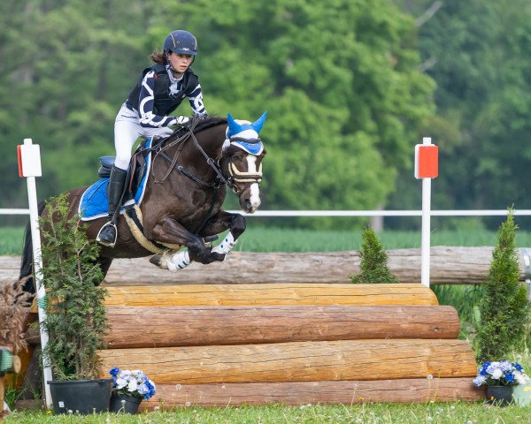 Springpferd Isaris Golden Samboca (Welsh Partbred, 2008, von Moflos Zmirnof)