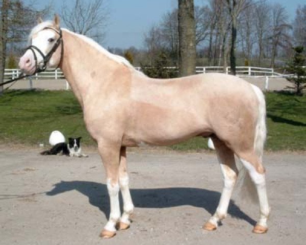 stallion Eiluns Monopoly (Welsh-Pony (Section B), 1999, from The Braes My Mobility)