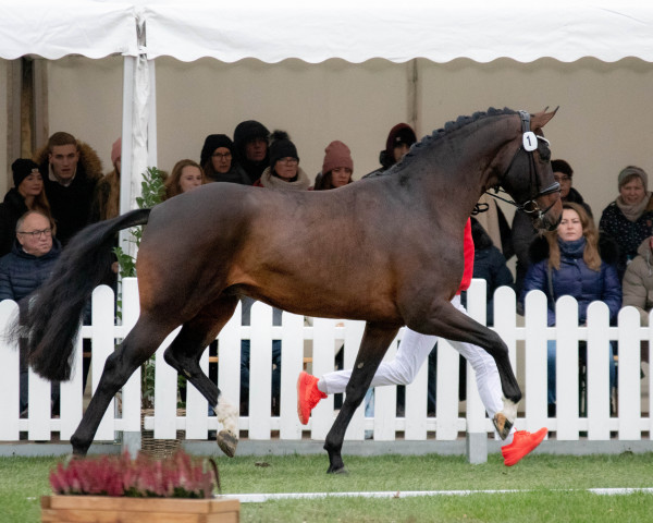 stallion Be My Passion (Hanoverian, 2020, from Callaho's Benicio)