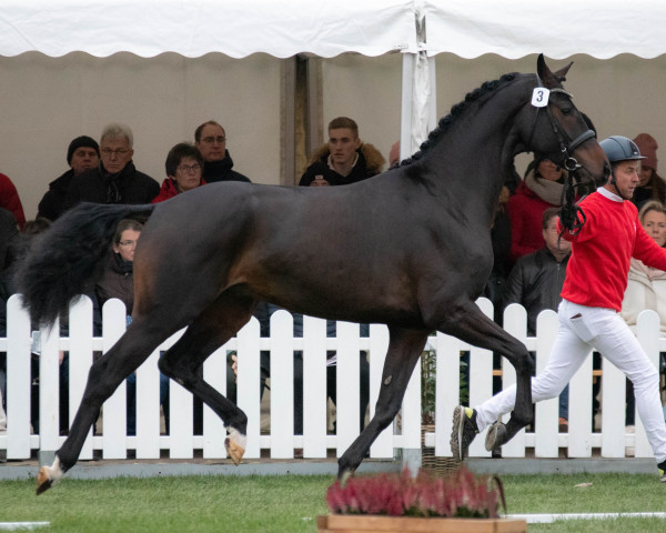 dressage horse Date Forever (KWPN (Royal Dutch Sporthorse), 2020, from Daily Diamond)