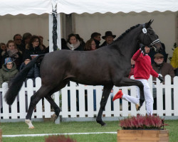 dressage horse Hengst von Despacito / Benetton Dream (Westphalian, 2020, from Despacito 16)