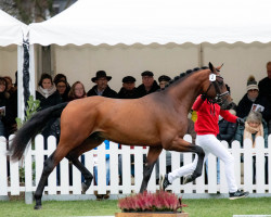 dressage horse Hengst von Bonds / Finest (Hanoverian, 2020, from Bonds)