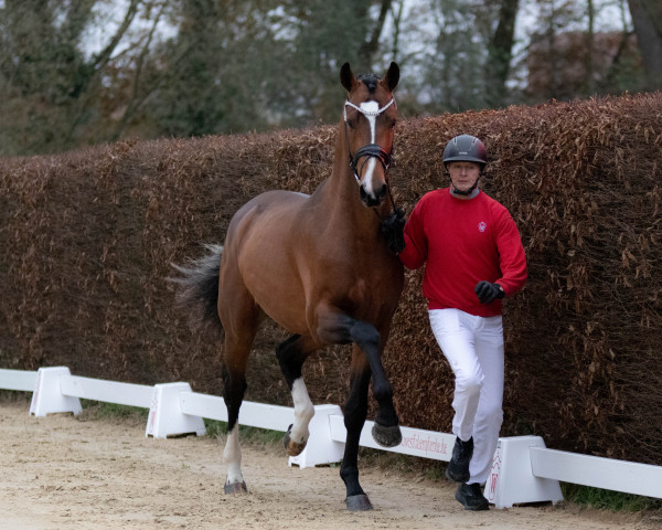 dressage horse Espléndido MT (Hanoverian, 2020, from Escamillo)