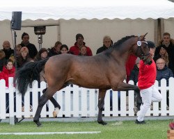 dressage horse Hengst von For Romance I / Franziskus (Westphalian, 2020, from For Romance I)