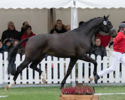 dressage horse Hengst von For Romance I / Vitalis (Westphalian, 2020, from For Romance I)