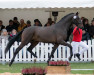 stallion Fortunio (KWPN (Royal Dutch Sporthorse), 2020, from For Romance II)