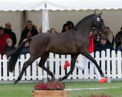 stallion Feliz N (Westphalian, 2020, from Fürst Romancier)