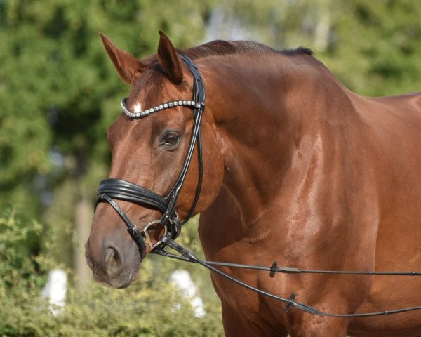 dressage horse Dario 159 (Westphalian, 2010, from Don Diamond)