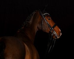 dressage horse Sansibar 100 (Württemberger, 2007, from Sir Oldenburg)