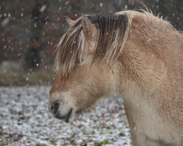 Pferd Darwina (Fjordpferd, 2008, von Isidor)