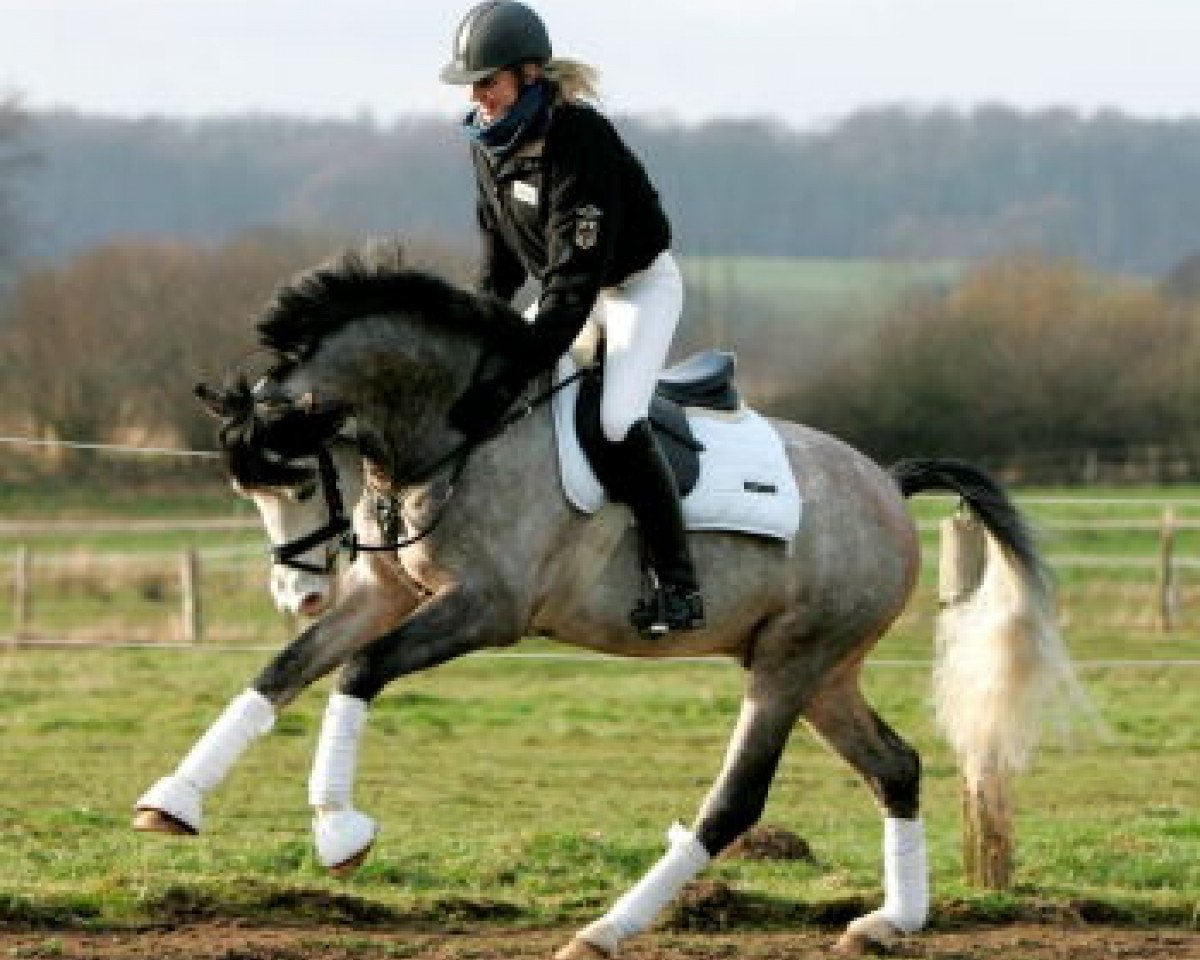 stallion Micky Blue Eye (German Riding Pony, 2003, from Monte Christo)