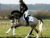 stallion Micky Blue Eye (German Riding Pony, 2003, from Monte Christo)