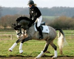 Deckhengst Micky Blue Eye (Deutsches Reitpony, 2003, von Monte Christo)