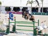 jumper Ernie of Greenhill Z (Zangersheide riding horse, 2012, from Emerald van 't Ruytershof)