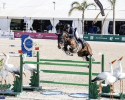 jumper Ernie of Greenhill Z (Zangersheide riding horse, 2012, from Emerald van 't Ruytershof)