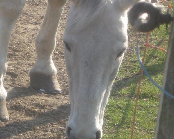 broodmare Padua H. (Westphalian, 1995, from Popcorn)