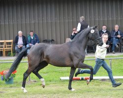 Zuchtstute Rascovia 2 (Hannoveraner, 2011, von Royal Classic I)