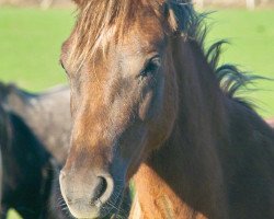 broodmare Petit Chandrani (German Riding Pony, 2008, from Hattrick)