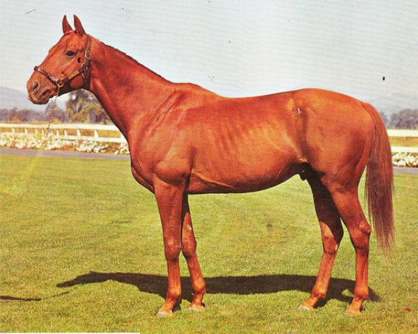 stallion The Scoundrel xx (Thoroughbred, 1961, from Toulouse Lautrec xx)