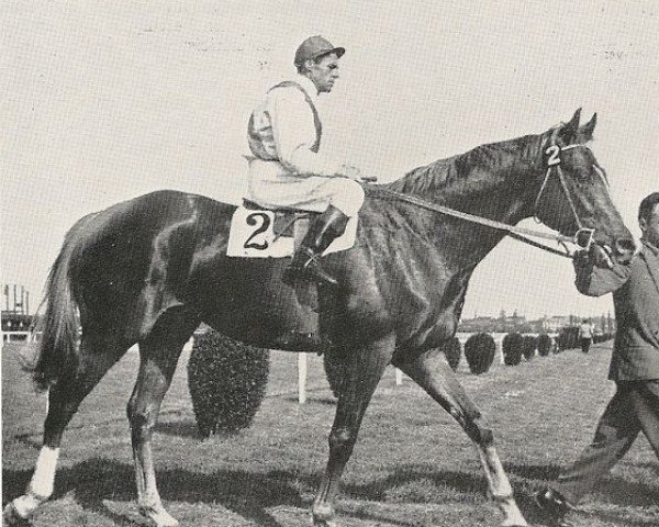 stallion Toulouse Lautrec xx (Thoroughbred, 1950, from Dante xx)