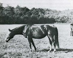 broodmare Tokamura xx (Thoroughbred, 1940, from Navarro xx)