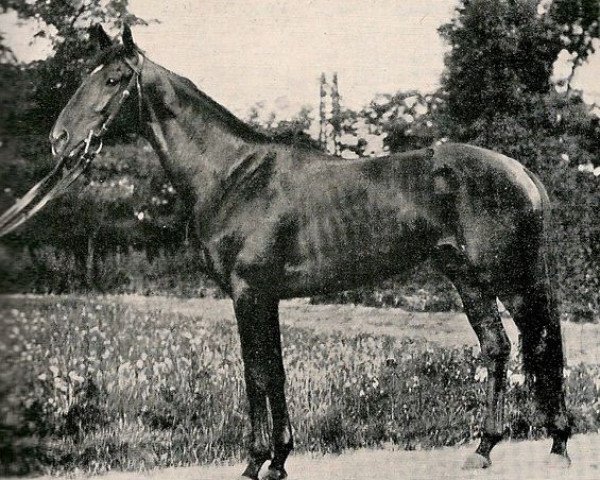stallion Navarro xx (Thoroughbred, 1931, from Michelangelo xx)